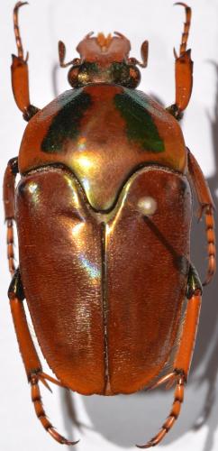 Mycterophallus sp.